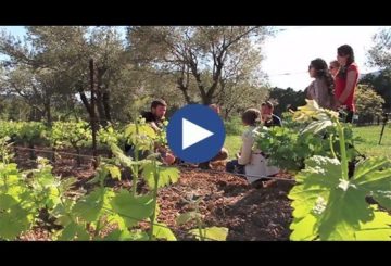 Montpellier Wine Tours